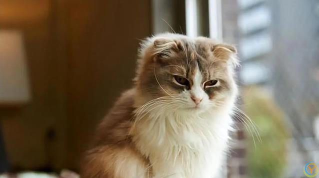 猫咪宁愿宅家打呼噜，不跑出去浪，背后原因太暖心