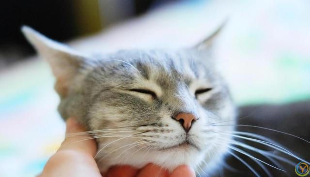 猫的大脑比较发达，智力和超感应能力特别强，那猫有记忆吗