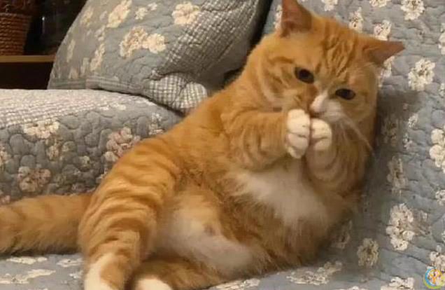 养橘猫爱吃喝，布偶猫精致讲究，你家猫咪暴露了啥？