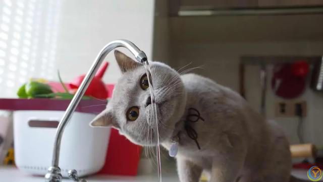 夏季养猫小贴士，猫咪清凉一夏的健康生活指南