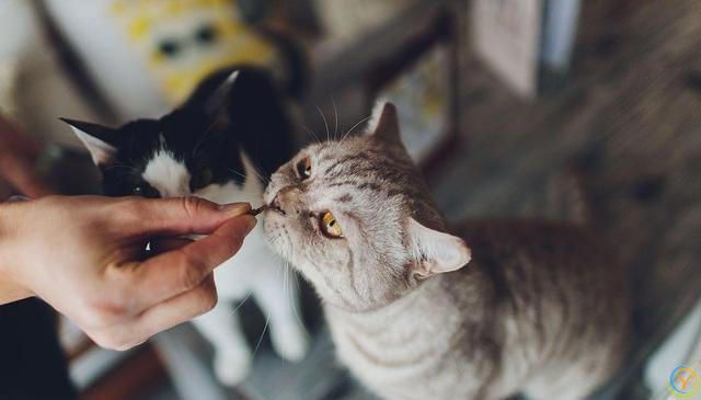 猫的大脑比较发达，智力和超感应能力特别强，那猫有记忆吗