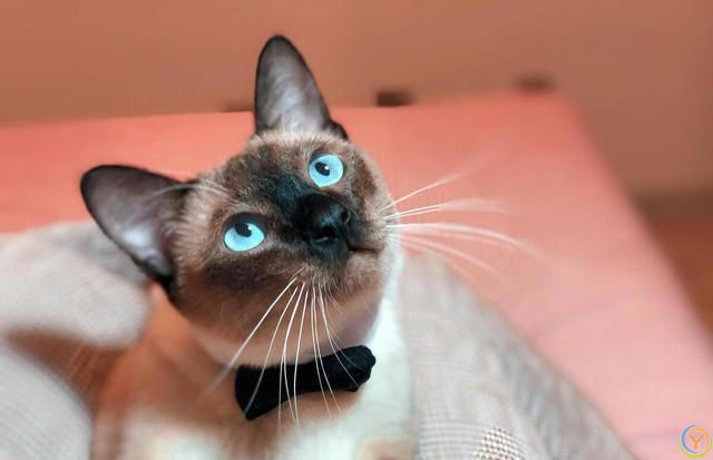 猫咪的世界：探索各种猫咪品种的奥秘