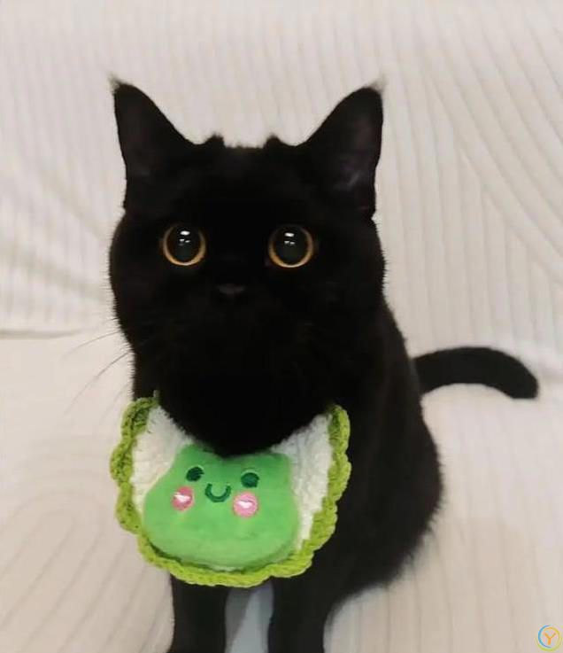 养橘猫爱吃喝，布偶猫精致讲究，你家猫咪暴露了啥？