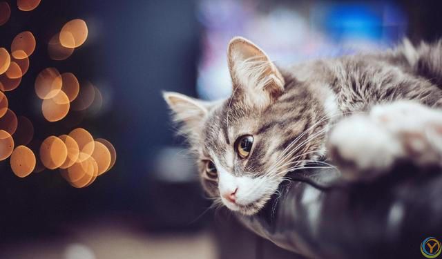 猫的大脑比较发达，智力和超感应能力特别强，那猫有记忆吗