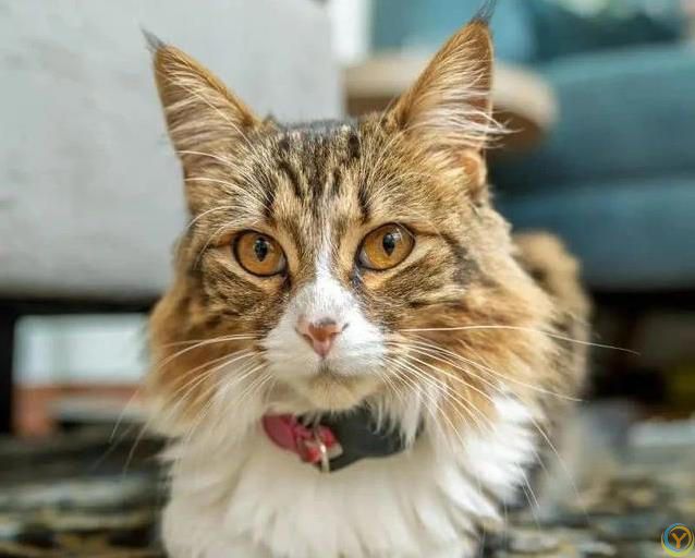 猫咪宁愿宅家打呼噜，不跑出去浪，背后原因太暖心