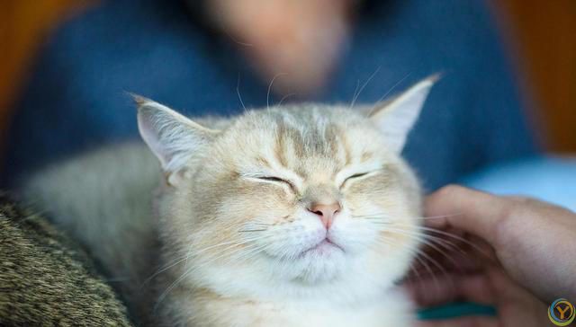 猫的大脑比较发达，智力和超感应能力特别强，那猫有记忆吗