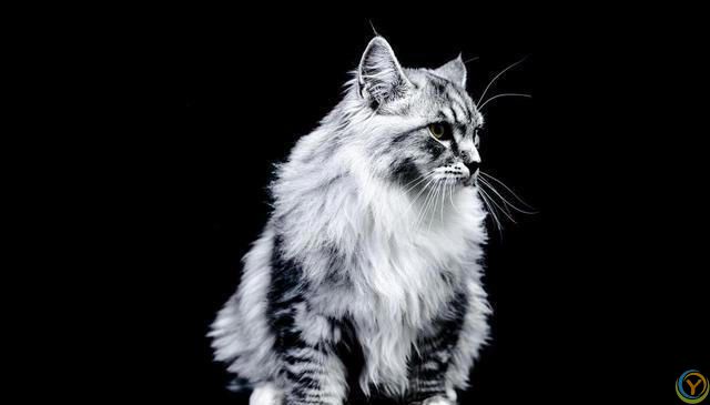 猫咪的世界：探索各种猫咪品种的奥秘