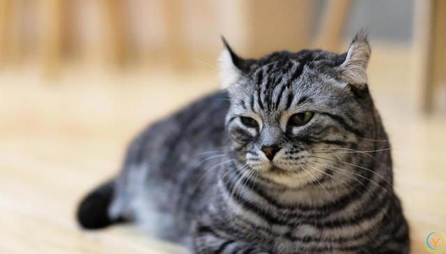 猫咪的世界：探索各种猫咪品种的奥秘