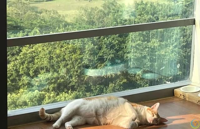 夏季养猫小贴士，猫咪清凉一夏的健康生活指南