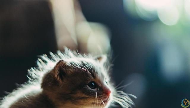 猫的大脑比较发达，智力和超感应能力特别强，那猫有记忆吗