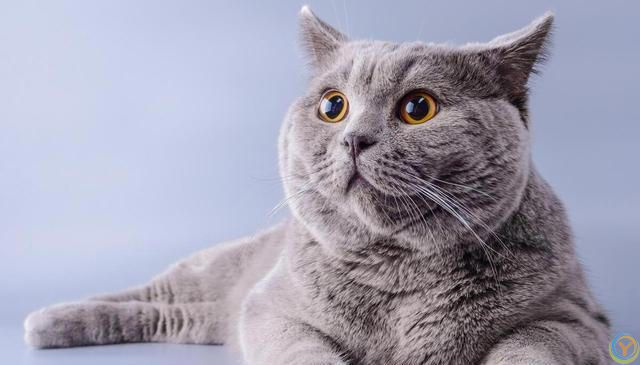 猫咪的世界：探索各种猫咪品种的奥秘