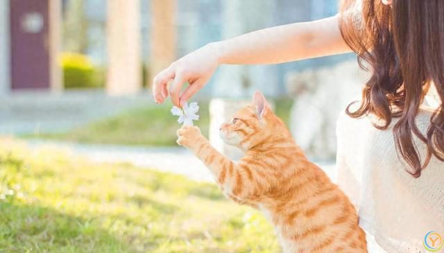 夏季养猫小贴士，猫咪清凉一夏的健康生活指南