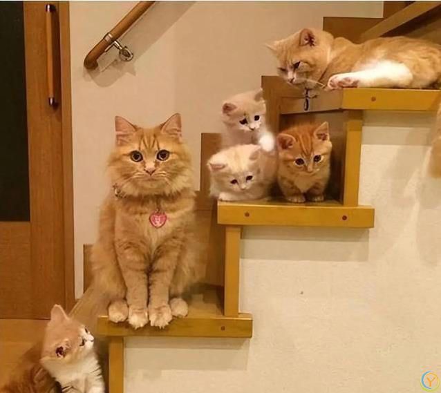 猫咪宁愿宅家打呼噜，不跑出去浪，背后原因太暖心