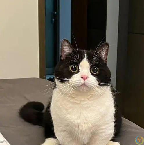 养橘猫爱吃喝，布偶猫精致讲究，你家猫咪暴露了啥？