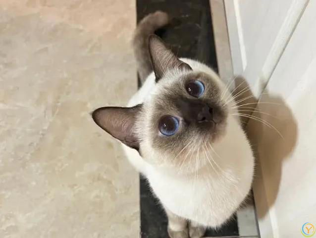 朋友来家闻不到猫味？这4种猫自带香氛，尤其是第3种！