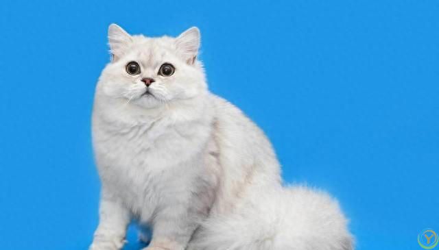 猫咪的世界：探索各种猫咪品种的奥秘