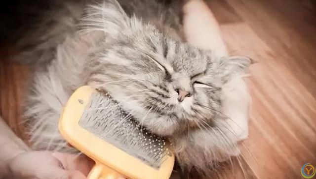 夏季养猫小贴士，猫咪清凉一夏的健康生活指南