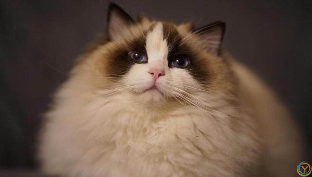 猫咪的世界：探索各种猫咪品种的奥秘