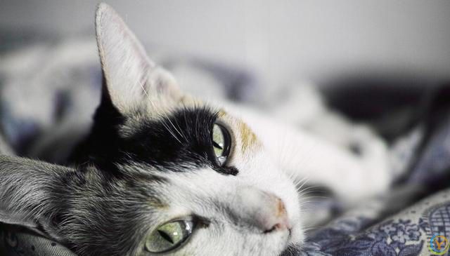 猫的大脑比较发达，智力和超感应能力特别强，那猫有记忆吗