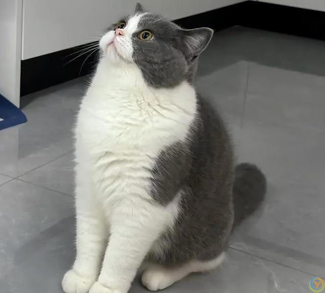 朋友来家闻不到猫味？这4种猫自带香氛，尤其是第3种！