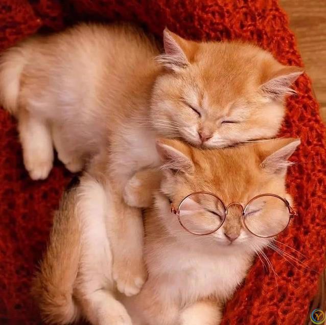 猫咪宁愿宅家打呼噜，不跑出去浪，背后原因太暖心