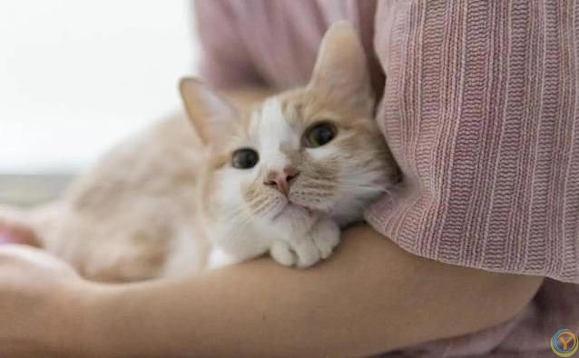 猫咪宁愿宅家打呼噜，不跑出去浪，背后原因太暖心