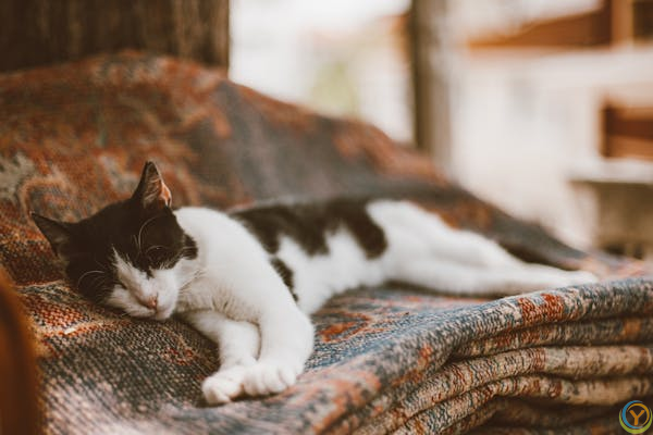 猫咪吃不好会咋样？这 4 种营养必须补！