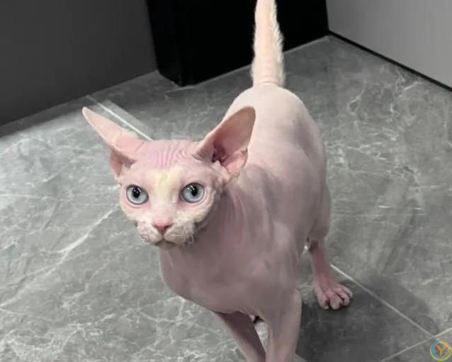 朋友来家闻不到猫味？这4种猫自带香氛，尤其是第3种！