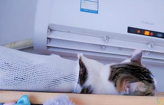 夏季养猫小贴士，猫咪清凉一夏的健康生活指南