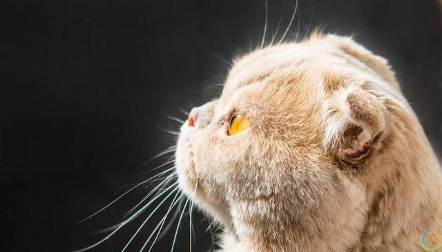 猫咪的世界：探索各种猫咪品种的奥秘