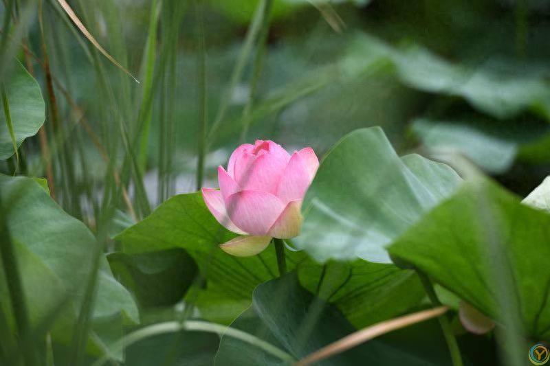 碧叶连天粉荷俏 桃花潭畔夏意浓