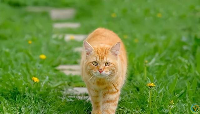 夏季养猫小贴士，猫咪清凉一夏的健康生活指南