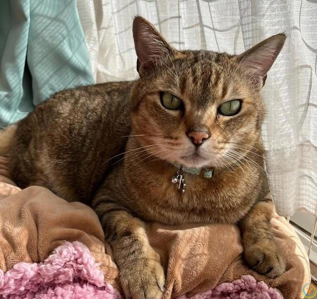 猫咪比你还懂生活，躺平不是懒惰，学会享受当下才是智慧！