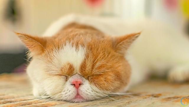 撸猫前必看的4种“禁忌”，你这样做，猫咪不恨你才怪