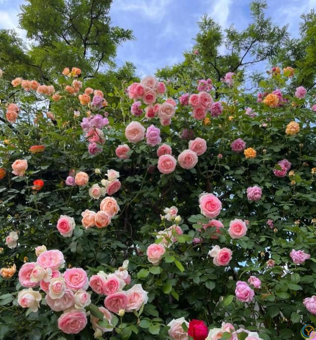 这8种花，花期长到离谱！养好了，甚至一年四季都能开花！