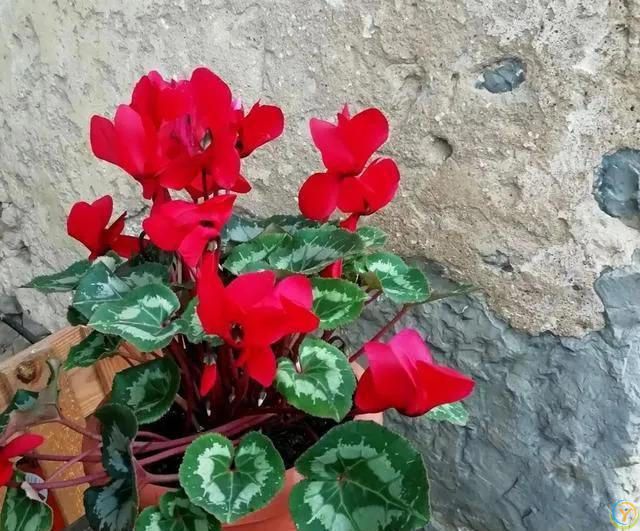 温度高于30度，这些花就要“睡觉”，少水，停肥，反而更健壮