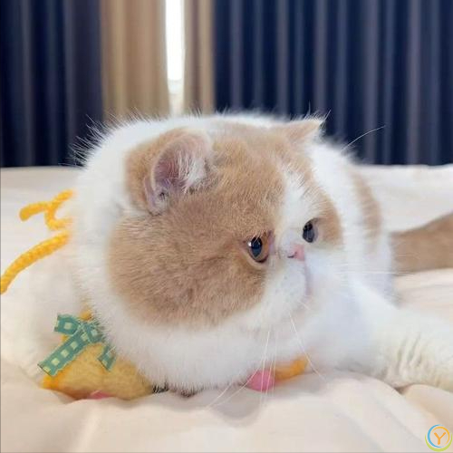 高颜值猫咪大盘点！如何让你的爱宠美颜升级？