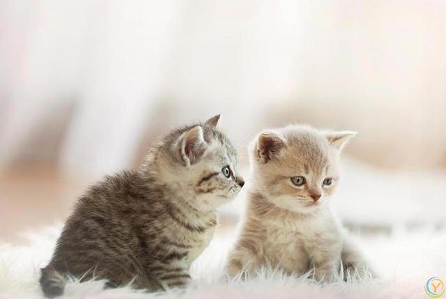 你能确定你家猫咪被你养的很好吗？