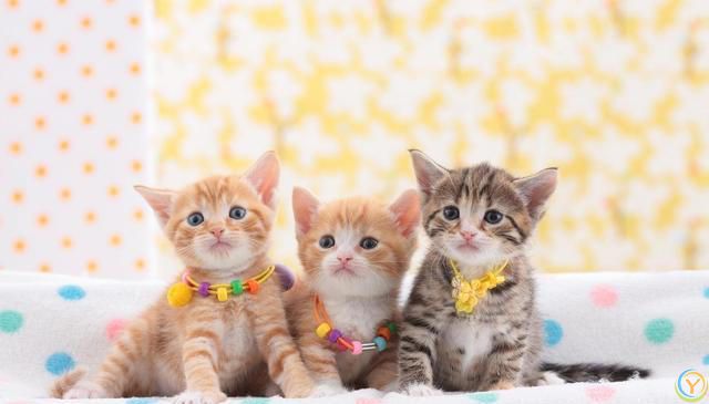 猫的毛发大部分是什么颜色？猫咪毛色之谜：那些让人爱不释手颜色