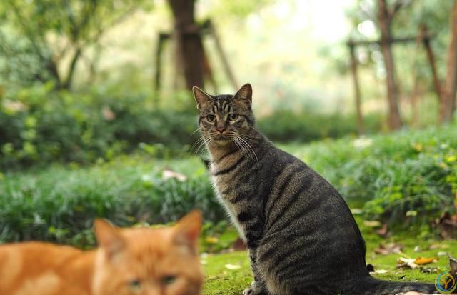 虎斑猫和狸花猫的区别！虎斑猫与狸花猫：从外貌到性格的***对比
