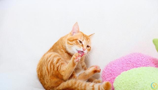 揭秘猫咪的梳妆台：猫为何爱整理毛发？完全不梳理的猫咪正常吗？