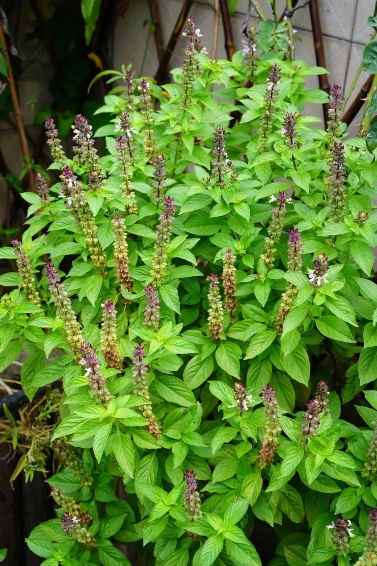 蚊子最“讨厌”的8种植物，家里养1盆，蚊虫不进门