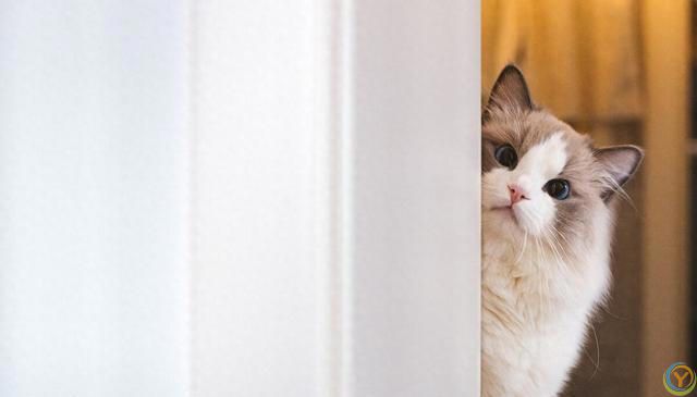 ***养猫人才知道的小知识，新手避坑指南！