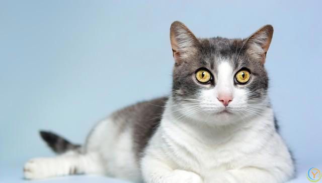 猫咪的魅力：无尽的陪伴与温暖