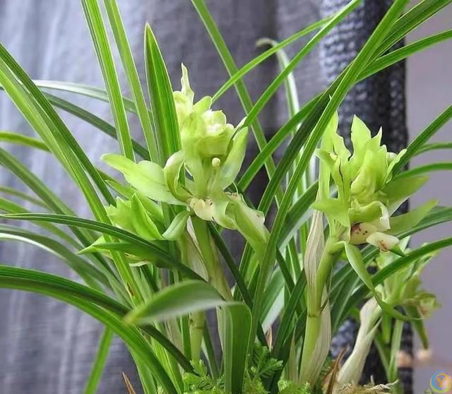 温度高于30度，这些花就要“睡觉”，少水，停肥，反而更健壮