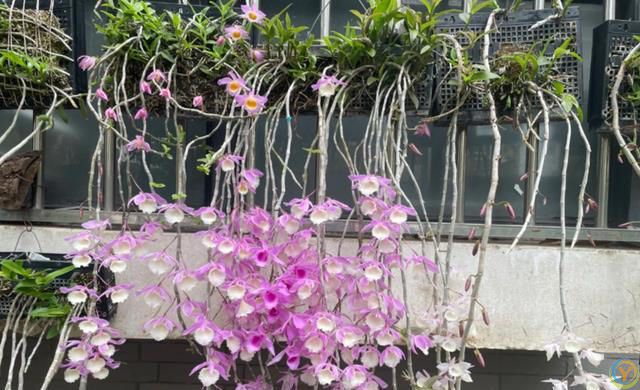 这8种花，花期长到离谱！养好了，甚至一年四季都能开花！