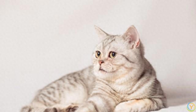 猫咪的魅力：无尽的陪伴与温暖