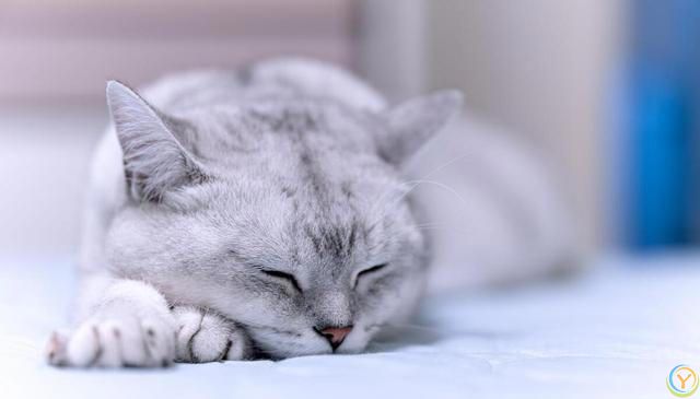 养猫新手攻略：挑选适合自己的猫咪，享受幸福的撸猫生活