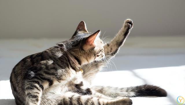 揭秘猫咪的梳妆台：猫为何爱整理毛发？完全不梳理的猫咪正常吗？