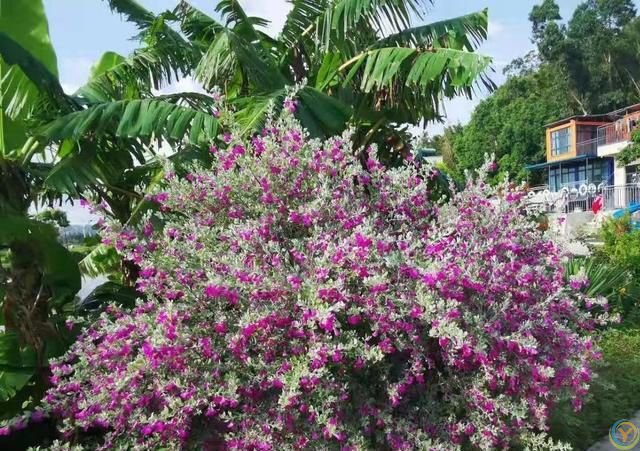 有种冷门、但很***的花，不输三角梅，春天开到秋天，耐热又耐寒